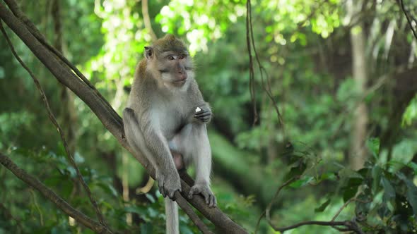 Monkeys in the Forest in Bali