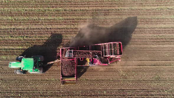 Harvesting Sugar Beets