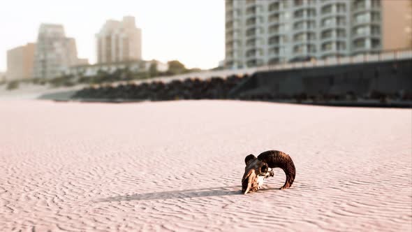 Closeup of a Skull Laying on the Wet Sand