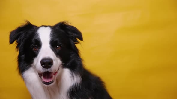 Funny Portrait of Cute Puppy Dog Border Collie Isolated on Yellow Colorful Background