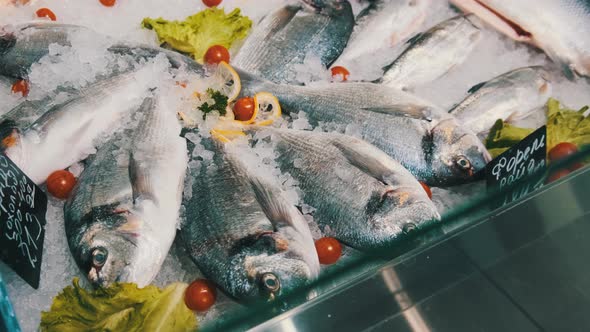 Lot of Fresh Sea Bass Fish Lies on Ice in a Supermarket Showcase Frozen Seafood