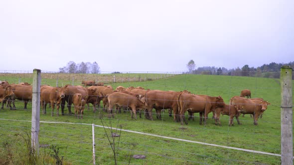 Bunch of red cows on green farm field over the fence