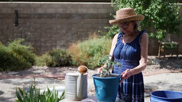 A beautiful middle aged woman in a sun hat planting a tomato in her home grown organic vegetable gar