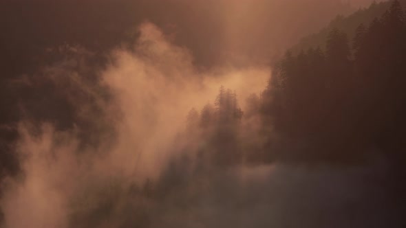 Mountain fog rolling through pine trees at sunset