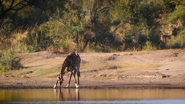 Giraffe in Kruger National park, South Africa