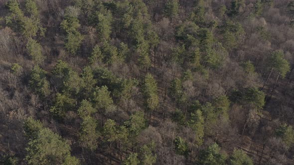 Forest trees by the end of winter 4K aerial video