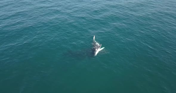 Static shot above Humpback whale calf on the surface with mother below