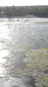 Vertical Video of Low Tide in the Ocean Near the Coast of Zanzibar Tanzania