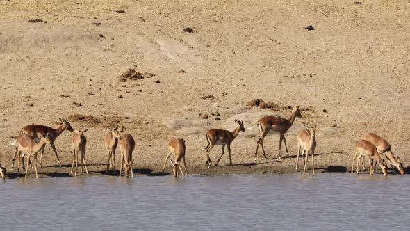 Impala Antelopes At A Waterhole - Kruger National Park