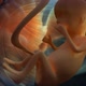 Fetus - VideoHive Item for Sale