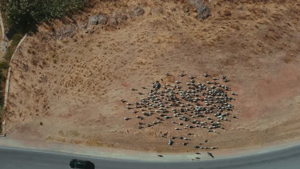 Aerial top down shot following herd of goats running on sandy field beside road with cars during sun