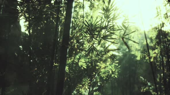 Green Bamboo Leaves in a Light Fog