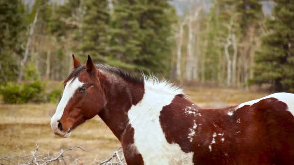 Horse standing by the forrest on a cloudy day pan