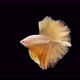 Siamese fighting fish (Betta splendens) - VideoHive Item for Sale
