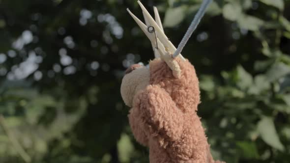 Teddy bear hangs on the washing line to dry