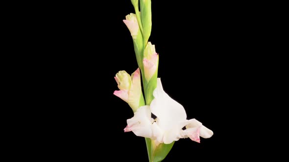 Time lapse of Opening White Gladiolus Flower