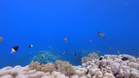 Marine Coral Garden Blue Orange Fish