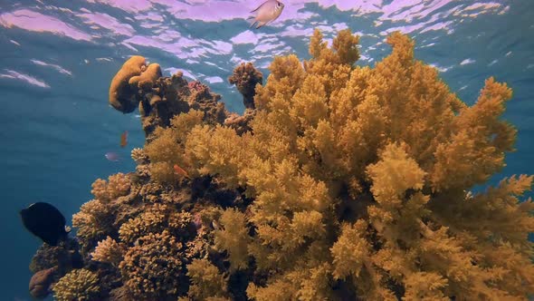 Underwater Beautiful Soft Coral