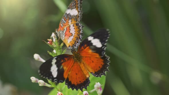 Two Butterflies Collect Nectar From a Flower, Butterfly Flying Away, Slow Motion Shot