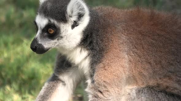 Ringtailed Lemur of Madagascar