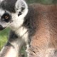 Ringtailed Lemur of Madagascar - VideoHive Item for Sale