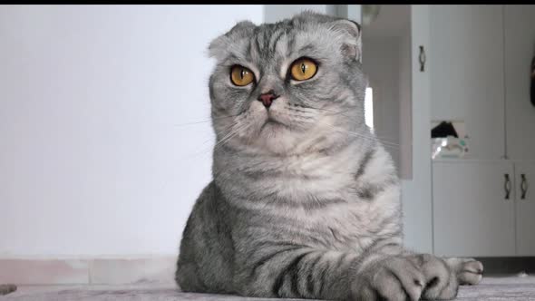 Scottish Fold Cat