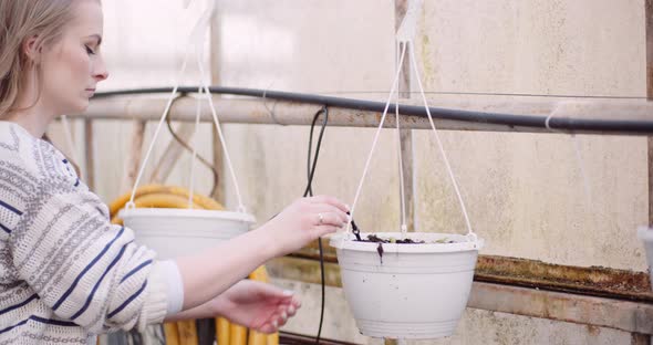 Woman Working in Greenhouse Agriculture