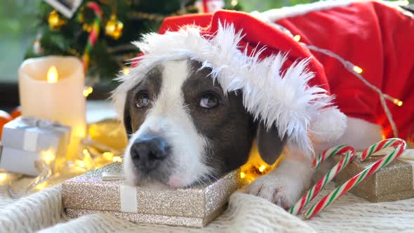 Santa Dog With Gifts Waiting For Christmas Celebration