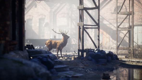 Wild Deer Rooming Around the Streets in Abandoned City