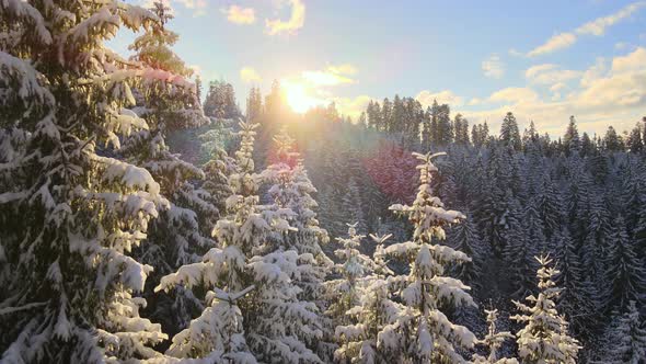 Aerial winter landscape with pine trees of snow covered forest in cold mountains at sunrise. alt