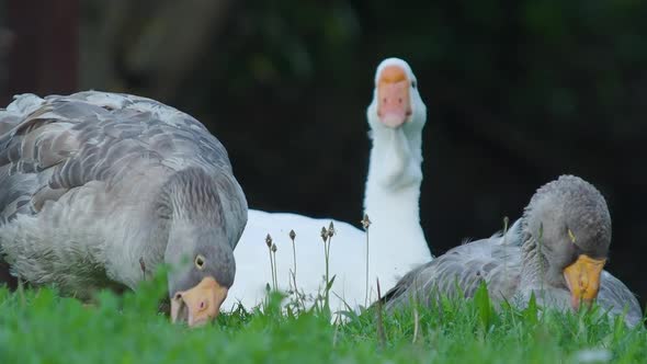 Grey Domestic Geese Nibble Grass on the Field. Summer Evening.