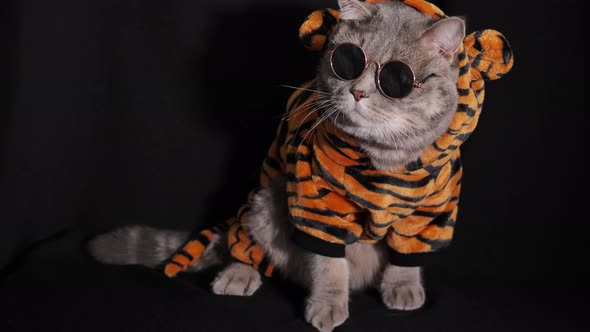 Cat Tiger celebrates New Year 2022