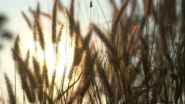 Grass Field