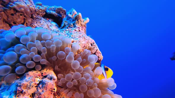 Underwater Blue Sea Clownfish