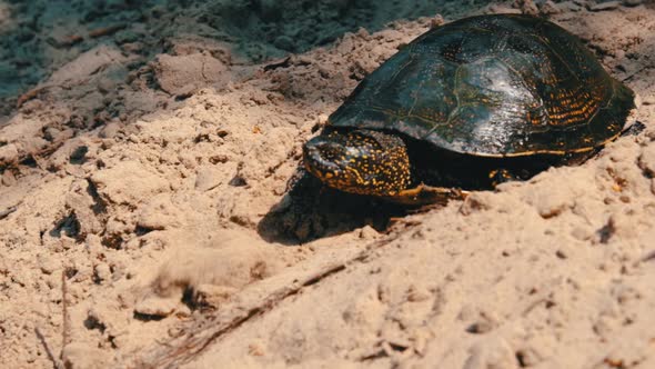 Turtle Crawls on the Sand to the Water in Summer Slow Motion