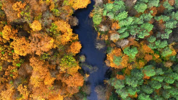 Top down view of river and yellow forest in autumn