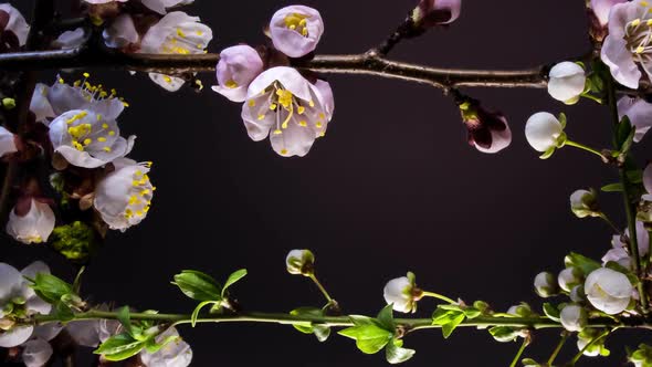 Frame of Blooming Flowers