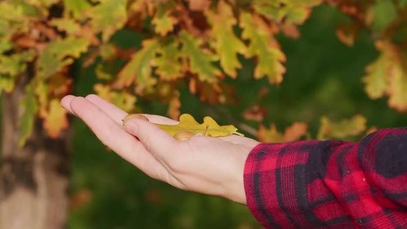 Closeup of a Woman's Hand Holding Acorns on Yellow Oak Leaves Background