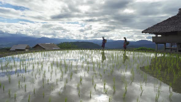 Karen tribe women with paddy rice terraces with water reflection, green agricultural field