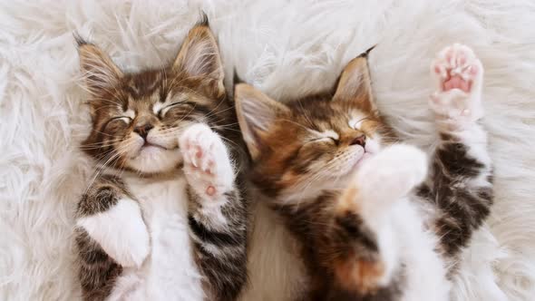 Grey Striped Kittens Wakes Up and Stretches