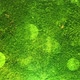 Environmental Green Moss Background  - VideoHive Item for Sale
