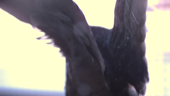 Eagle owl taking flight in extreme slow motion