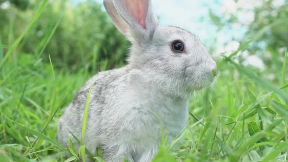 Cute Fluffy Light Gray Easter Bunny Sits on a Green Meadow in Sunny Weather Closeup