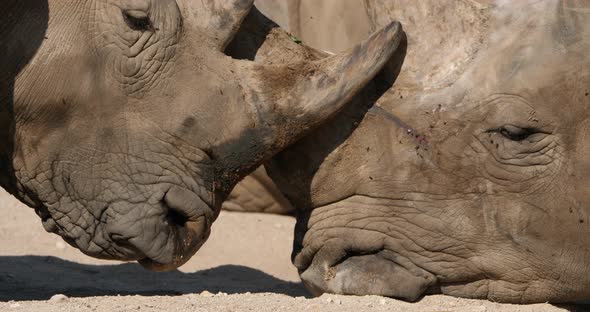 The white rhinoceros or square-lipped rhinoceros, (Ceratotherium simum)