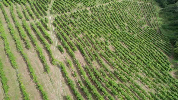 Aerial View of Vineyard Fields on the Hills in Italy Growing Rows of Grapes