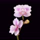 Blooming Pink Orchid Phalaenopsis Flower - VideoHive Item for Sale