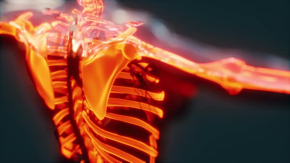 Xray Full Body of Skeleton in Brightness Glow alt