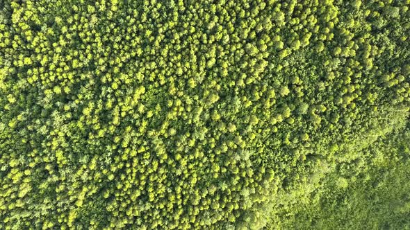 Top down aerial view of green summer forest with many fresh trees.