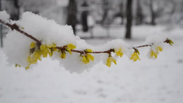 Yellow Flowers on Bush Covered with Layer of Snow in Spring During Snowfall