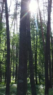 Vertical Video of a Forest with Trees